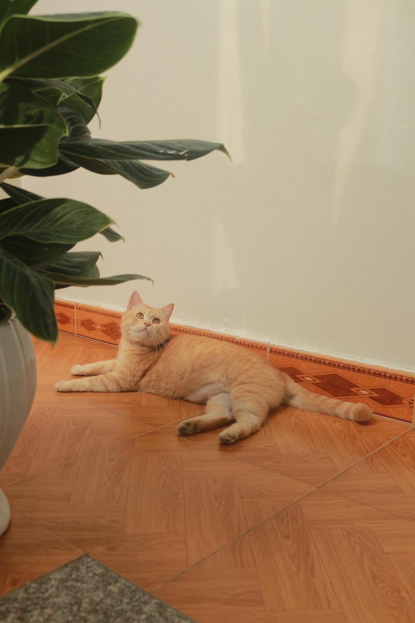 Lazy Cat Homestay - Motorbikes Rental & Tours Ha Giang Dış mekan fotoğraf